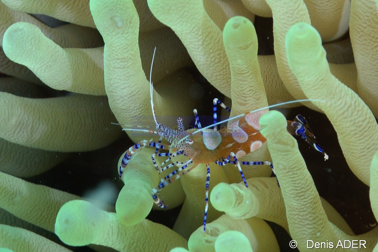 Condylactis-gigantea Periclimines-yucatanicus-Bonaire Sharon serenity-13m-20180218-Denis-ADER-C_6637-1_tn.jpg